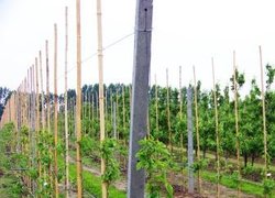 Нове насадження груші в саду Габрисяка